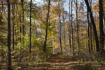 Fall colors in the forest