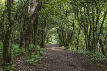 Fototapeta premium Laural Forest in Tenerife, Spain