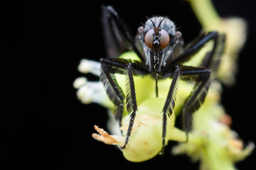 Empididae collecting honeydew from flower