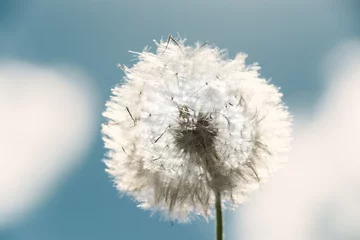 Abwaschbare Fototapete Pusteblume Taraxacum Officinale - Blume