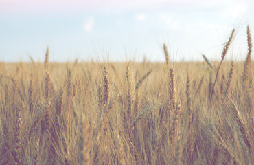 Obraz premium Spikelets of wheat