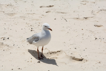 The white and grey seagull with red beak and red paws stands on the send on the beach in Gold Coast, Australia