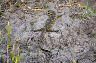 Varano in Chobe National Park