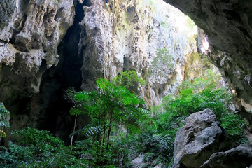 Forest in the Phraya Nakhon cave