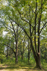 Fototapeta premium Old park close to Schonborn Castle. Chynadiyovo, Ukraine.
