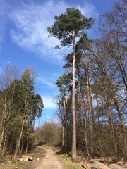 Obraz premium Idyllische Waldweg mit abgeholzten Baumstämmen