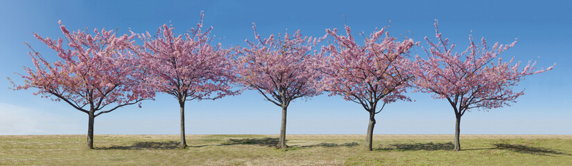 Fototapeta premium Japan sakura, pink cherry blossoms tree and blue sky on spring season.