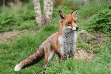 Naklejka na ściany i meble Wild Red Fox Southern England