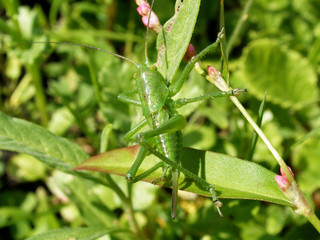 Grasshopper (Tettigonia viridissima)