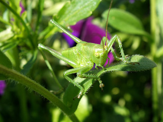 Grasshopper (Tettigonia viridissima)