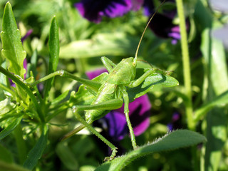 Grasshopper (Tettigonia viridissima)