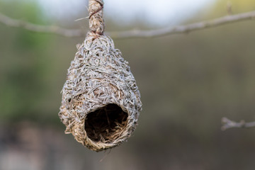 Hanging bird nest
