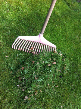 A heap of cut grass is raked up with a pink plastic rake in the garden.
