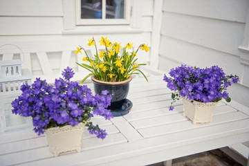 delicate purple flowers verbena on table. Outside.