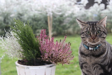 Cat and Flowers