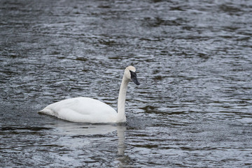 Trumpeter swan © Johannes Jensås