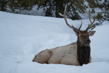 Elk, or Wapiti