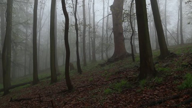 Mystischer Nebelwald im sagenumwobenen Harz