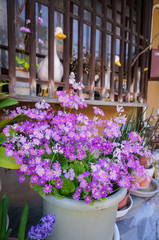 Cute pink magenta flower in the pot in front of traditional japanese house