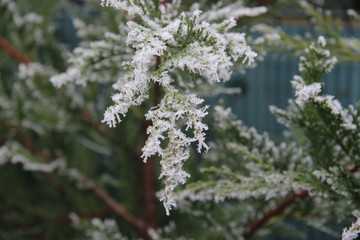 Frost Tree