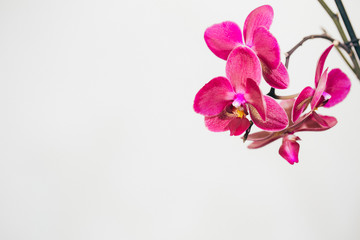 Phalaenopsis orchid flowers isolated on white background.