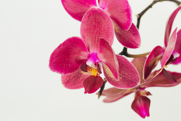 Phalaenopsis orchid flowers isolated on white background.