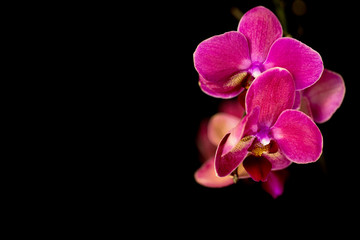 Fototapeta na wymiar Beautiful pink orchid on black background.
