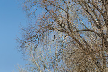  Crow