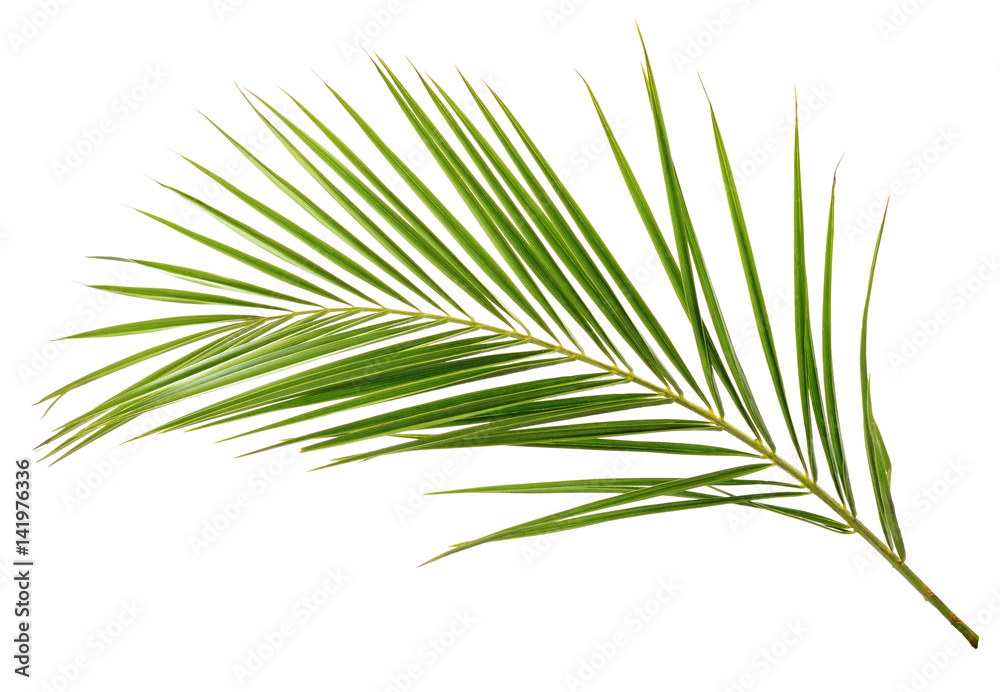 Wall mural Green palm branch