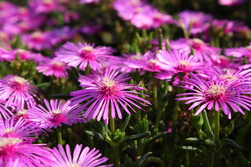 Obraz premium ピンクの花