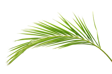 Green palm branch