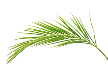 Fototapeta premium Green palm branch