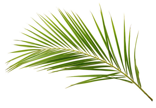 Fototapeta Green palm branch