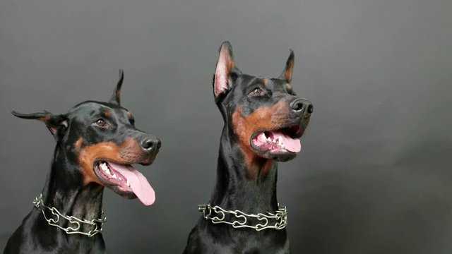 black and brown doberman pinschers sitting and breathing hard on dark background after active playing game, portrait of two dobermans wearing steel dog collars, domestic dogs posing in photo session