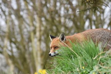 Wild Red Fox Southern England
