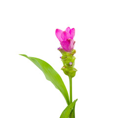 Siam tulip on white background.
