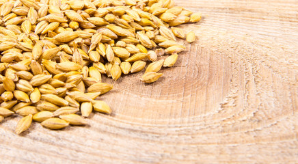 Barley grain or seeds CloseUp.