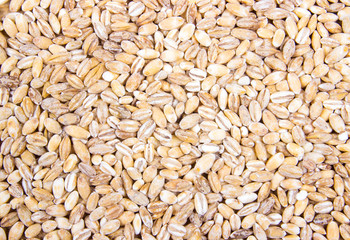 Pearl barley Close Up .