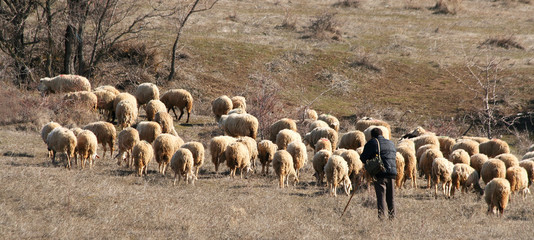 Shepherd with herd of sheep