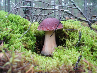 Mushrooms in the forest.