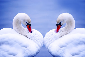 Fototapeta premium Two swans on blue water background 