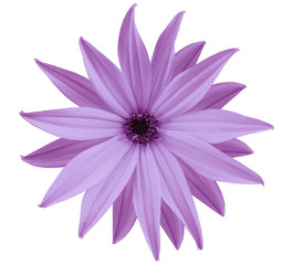 Garden  light violet flower, white isolated background with clipping path.  Closeup.  no shadows. view of the stars,  for the design.  Nature.