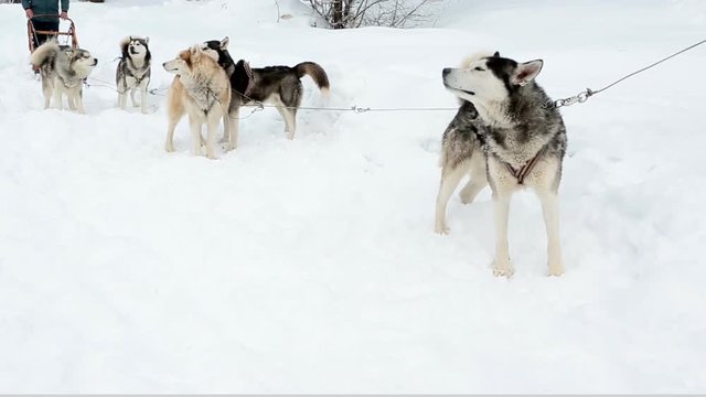 Sled dog sled polar dogs fluffy husky stand on the snow. Winter nature. Anxious active dogs are worried. The leader sniffs the air. Video footage