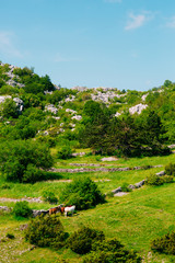 Fototapeta na wymiar Horses on the meadow in the mountains of Montenegro, in the village Njegusi.