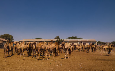 Fototapeta na wymiar Camels in the camel market, Hargeisa, Somalia