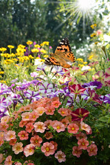 Schmetterling 260