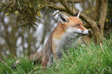 Wild Red Fox Southern England