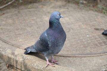 鳩