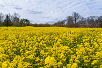 field of wildflowers