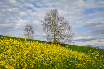 Obraz premium wildflowers